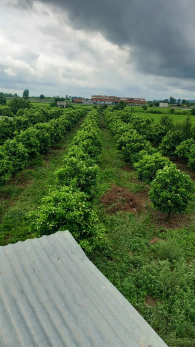 باغ 4300 متری در امامزاده عبدالله آمل
