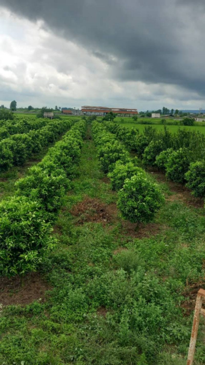 باغ 4300 متری در امامزاده عبدالله آمل