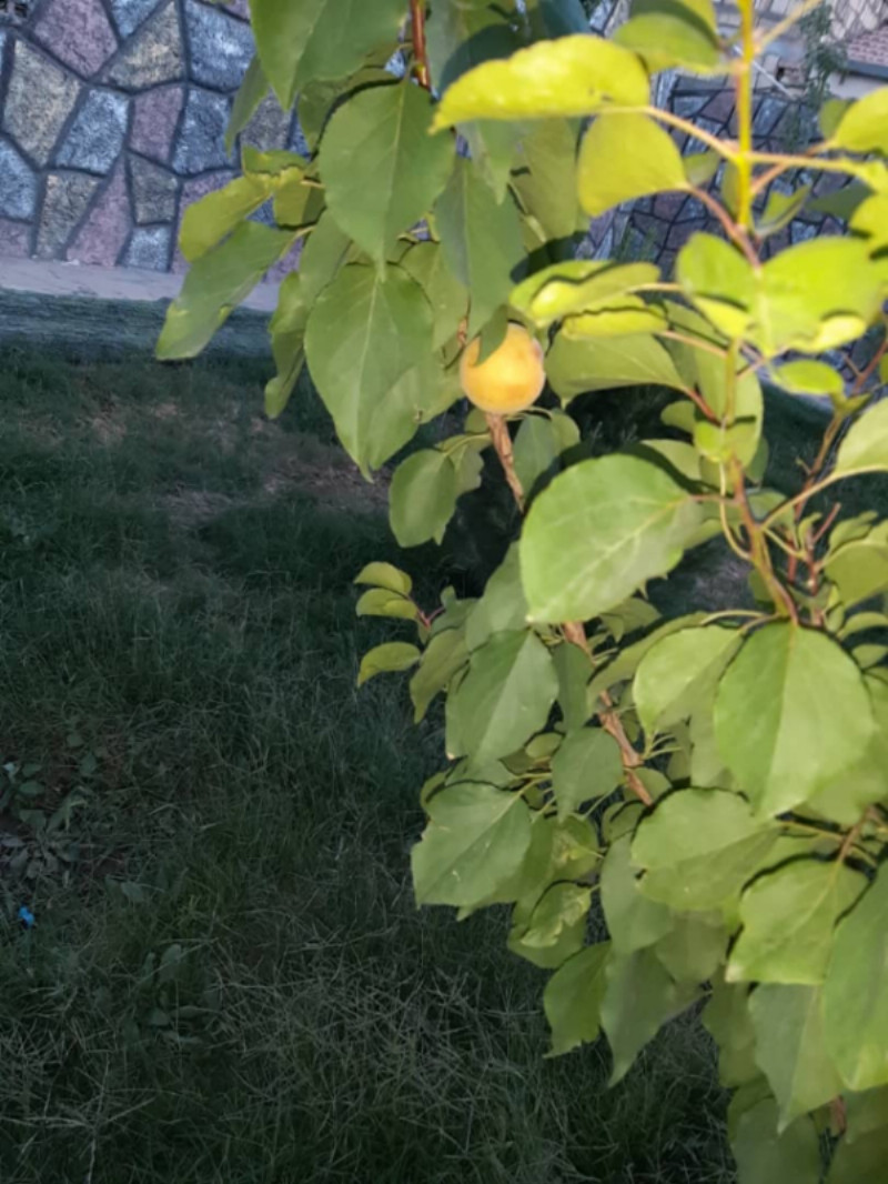 باغ 150 متری دو خوابه در شهرک صنعتی جی اصفهان1262813434