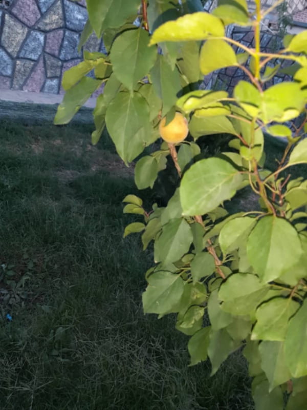 باغ 150 متری دو خوابه در شهرک صنعتی جی اصفهان