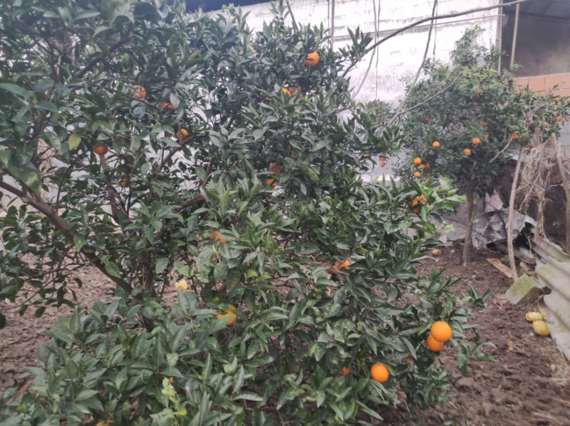 باغ 240 متری در آمل