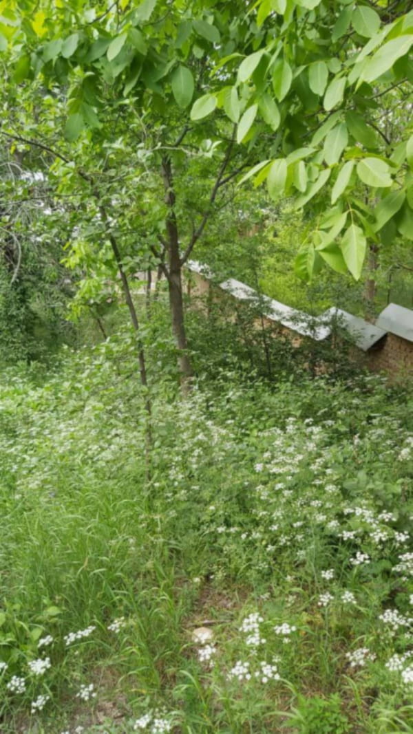 زمین 310 متری در فشندک طالقان