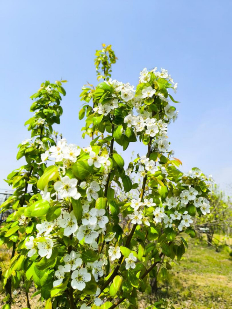 باغ 1300 متری در فیروز کلا آمل