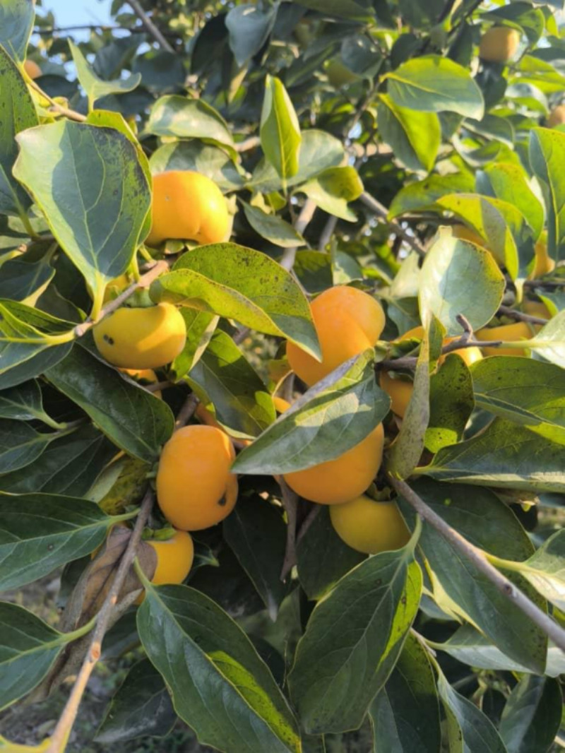 باغ 1300 متری در فیروز کلا آمل