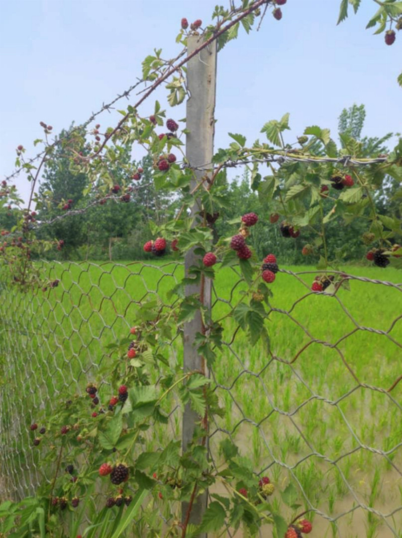 باغ 1300 متری در فیروز کلا آمل