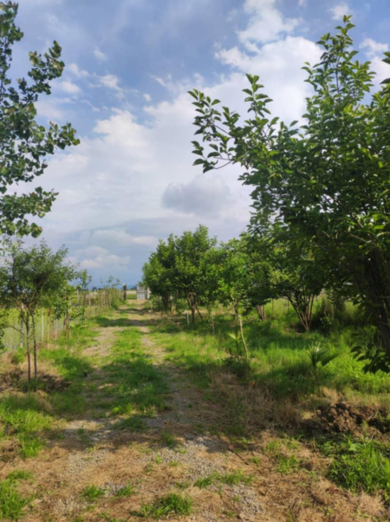 باغ 1300 متری در فیروز کلا آمل