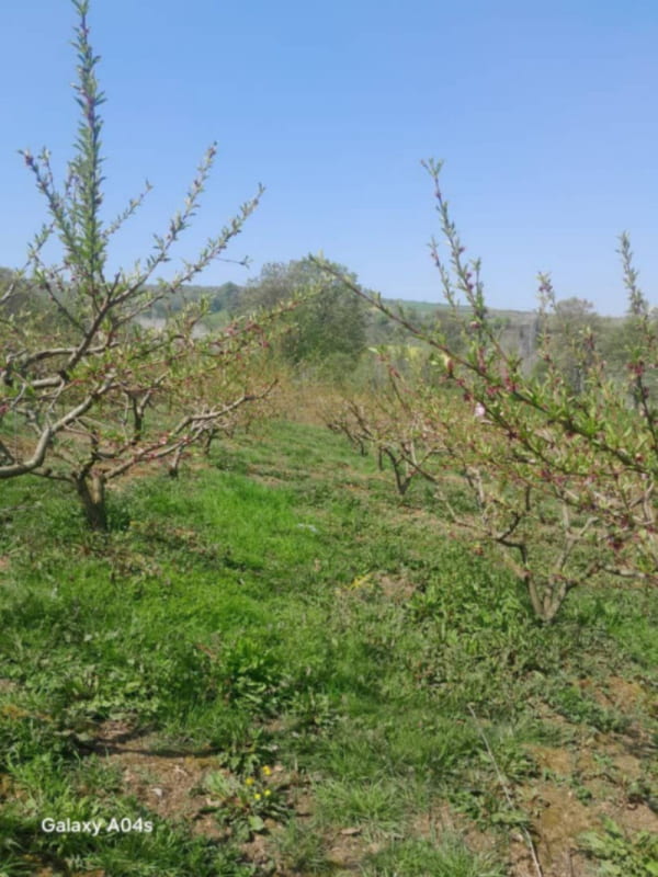 ویلا 120 متری چهارخوابه در ساری