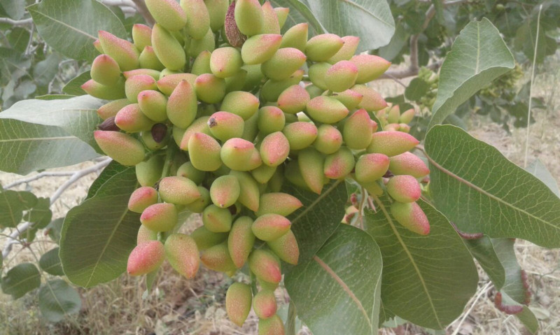باغ 6700 متری در تبریز