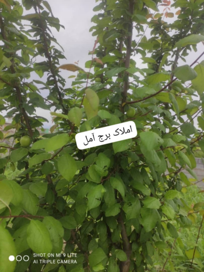 باغ 725 متری در دابودشت آمل