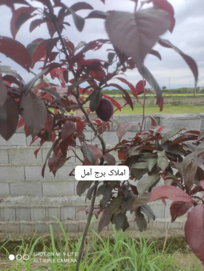 باغ 725 متری در دابودشت آمل