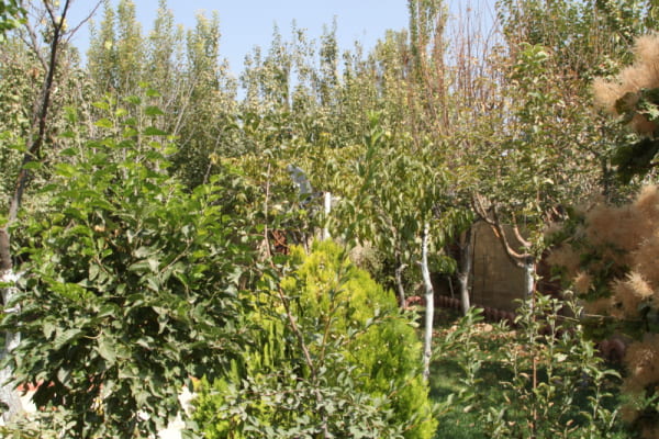 باغ 300 متری دو خوابه در خیابان گنجوی هشتگرد