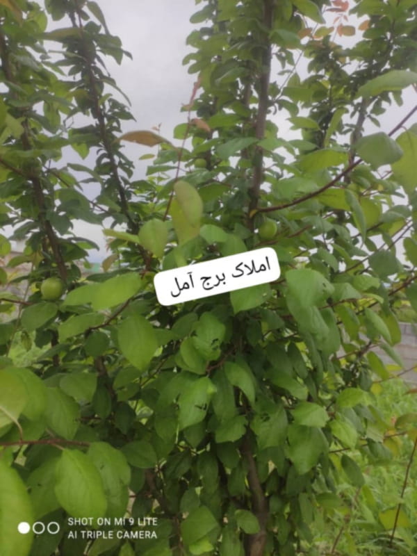 باغ 725 متری در دابودشت آمل