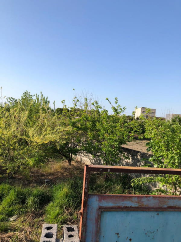 باغ 443 متری در آمل