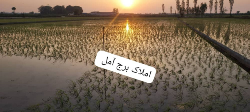 زمین 5000 متری در آمل