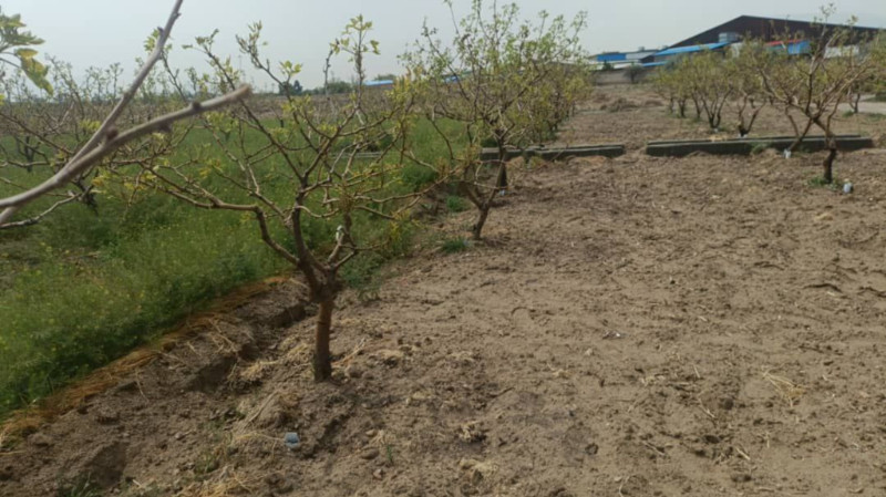 باغ 5000 متری در تبریز12844510372