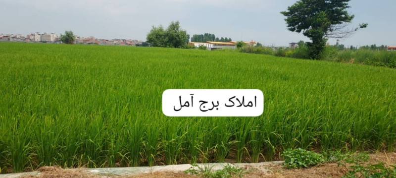 زمین 1000 متری در بلوار بسیج آمل