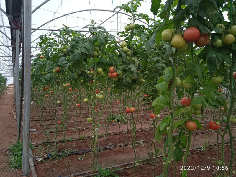 باغ 1850 متری در مرند