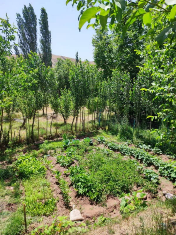 زمین 300 متری در طالقان