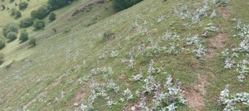 زمین 320 متری در کلاردشت13285315991