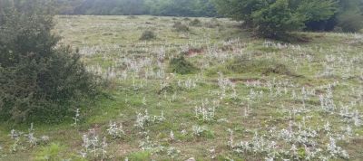 زمین 320 متری در کلاردشت