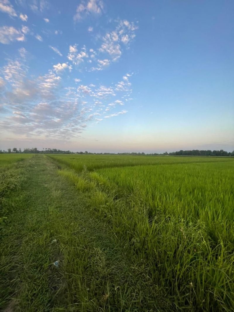 زمین 1800 متری در ماسال13344617295