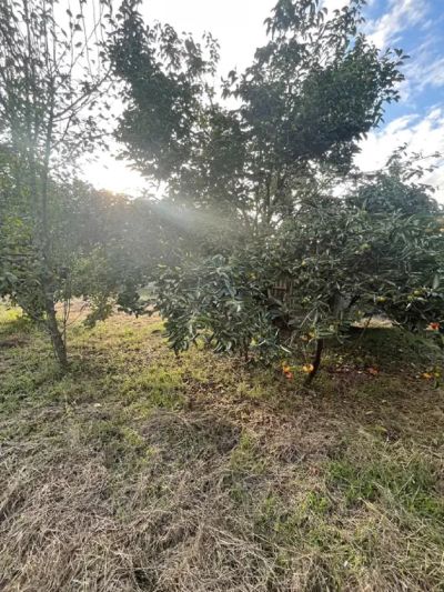 خانه 100 متری سه خوابه در ماسال