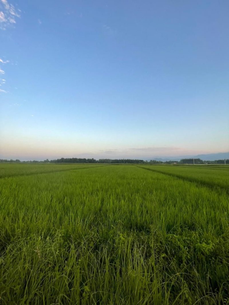 زمین 1800 متری در ماسال13344617297