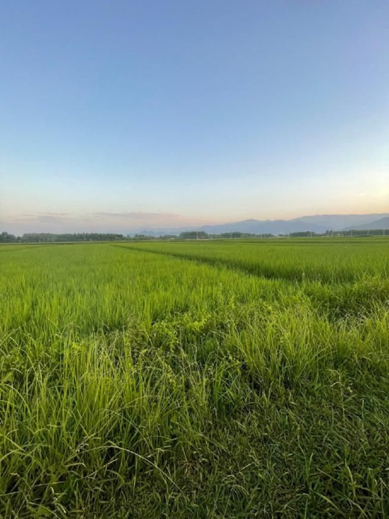 زمین 1800 متری در ماسال13344617298