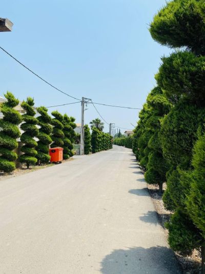 ویلا 570 متری چهارخوابه در کلارآباد چالوس