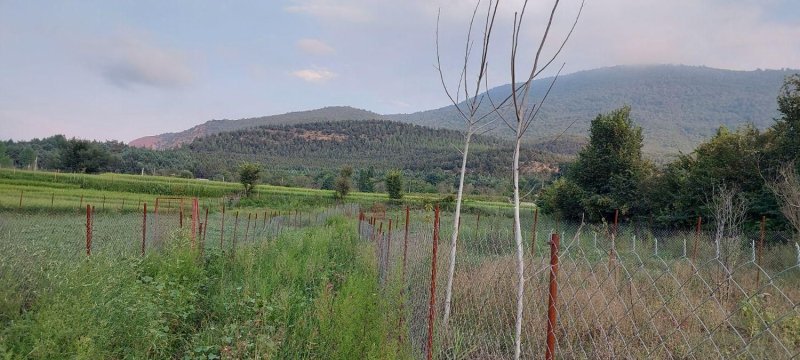 زمین 350 متری در کجور نوشهر13434418897