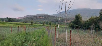 زمین 350 متری در کجور نوشهر