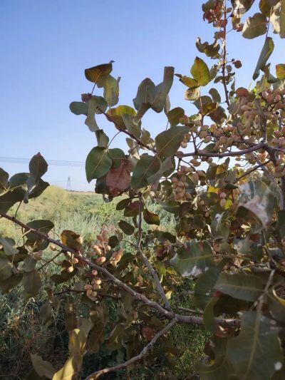 باغ 35000 متری در ورامین تهران