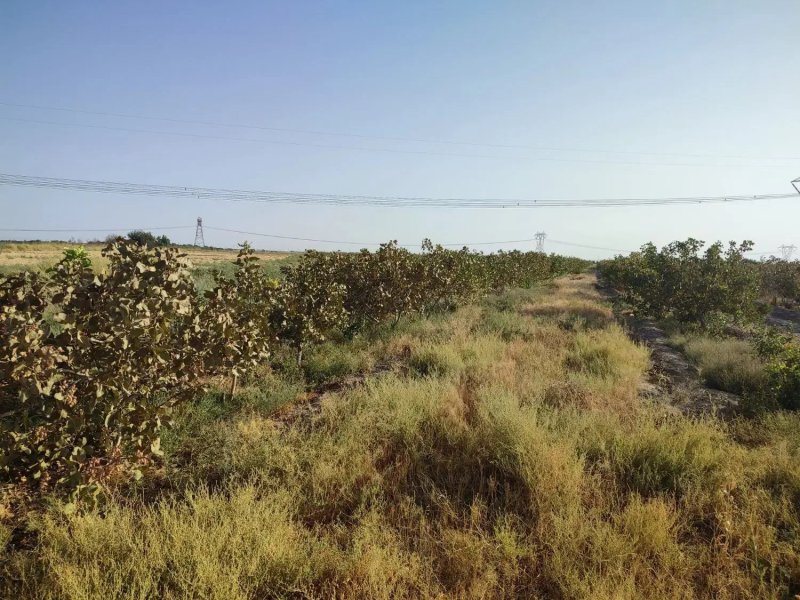 زمین 300 متری در ورامین تهران13535620724