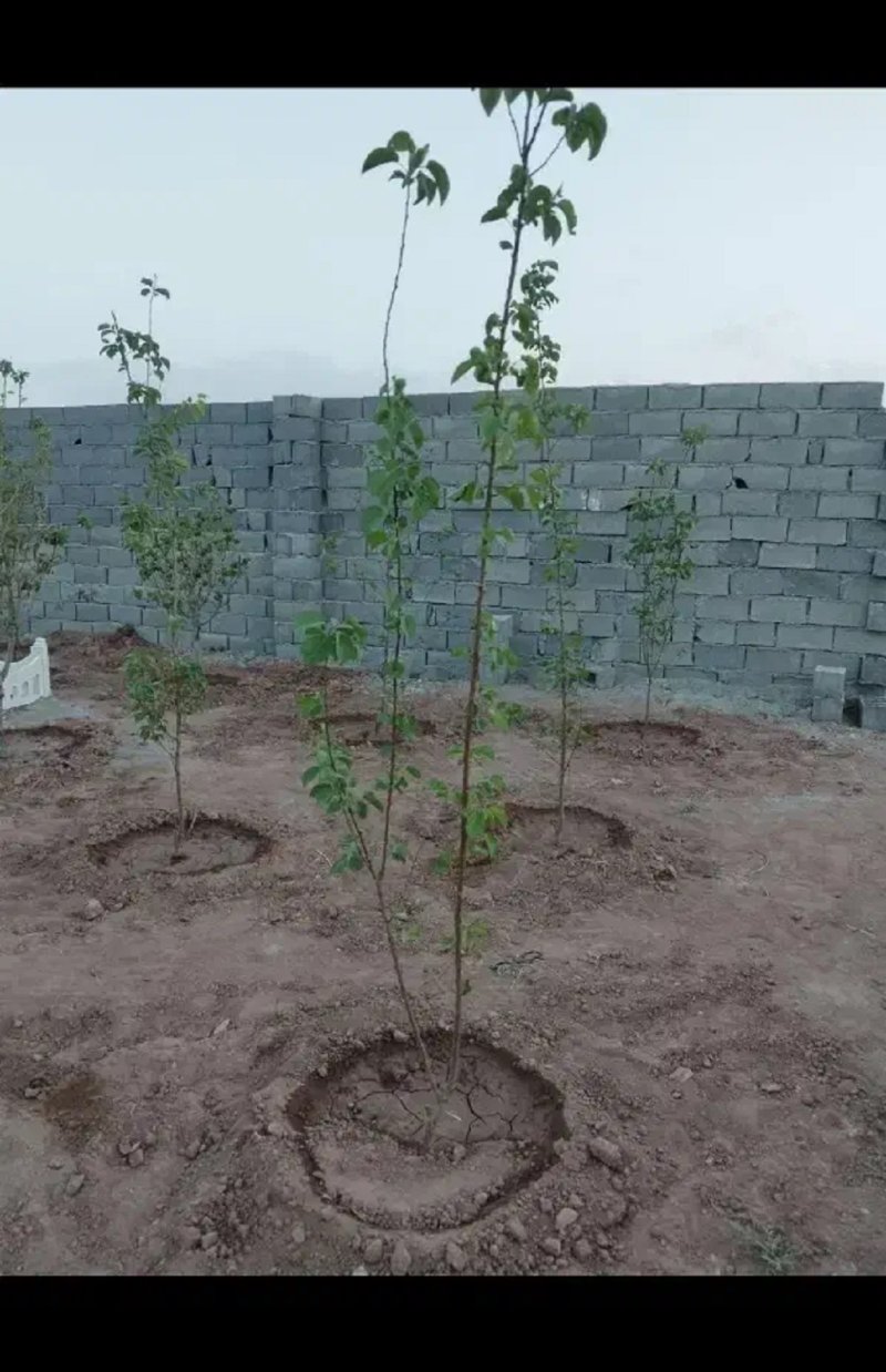 باغ 175 متری در تهران13565621371