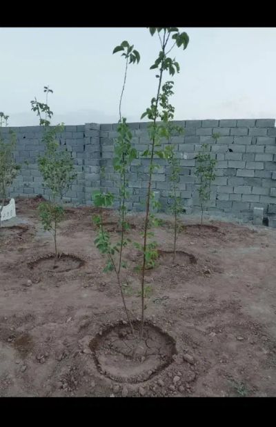 باغ 175 متری در تهران