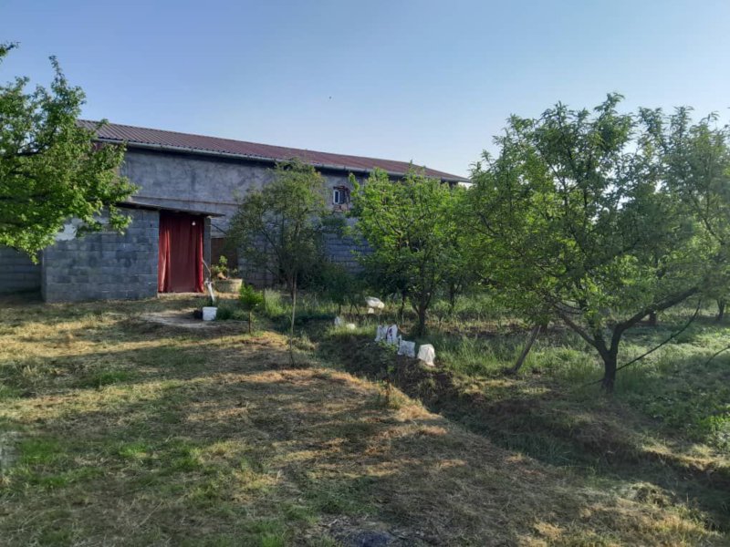 باغ 2500 متری در آهنگرکلا قائم شهر13612122471