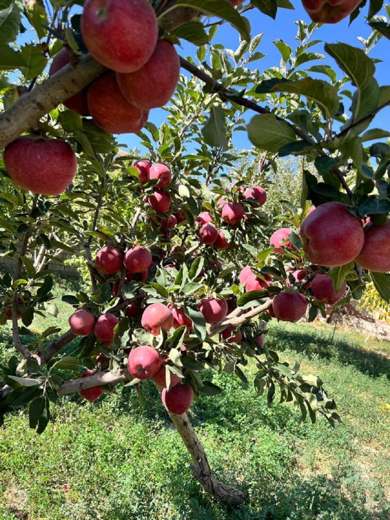 باغ 1000 متری در سعید آباد تبریز13622422680