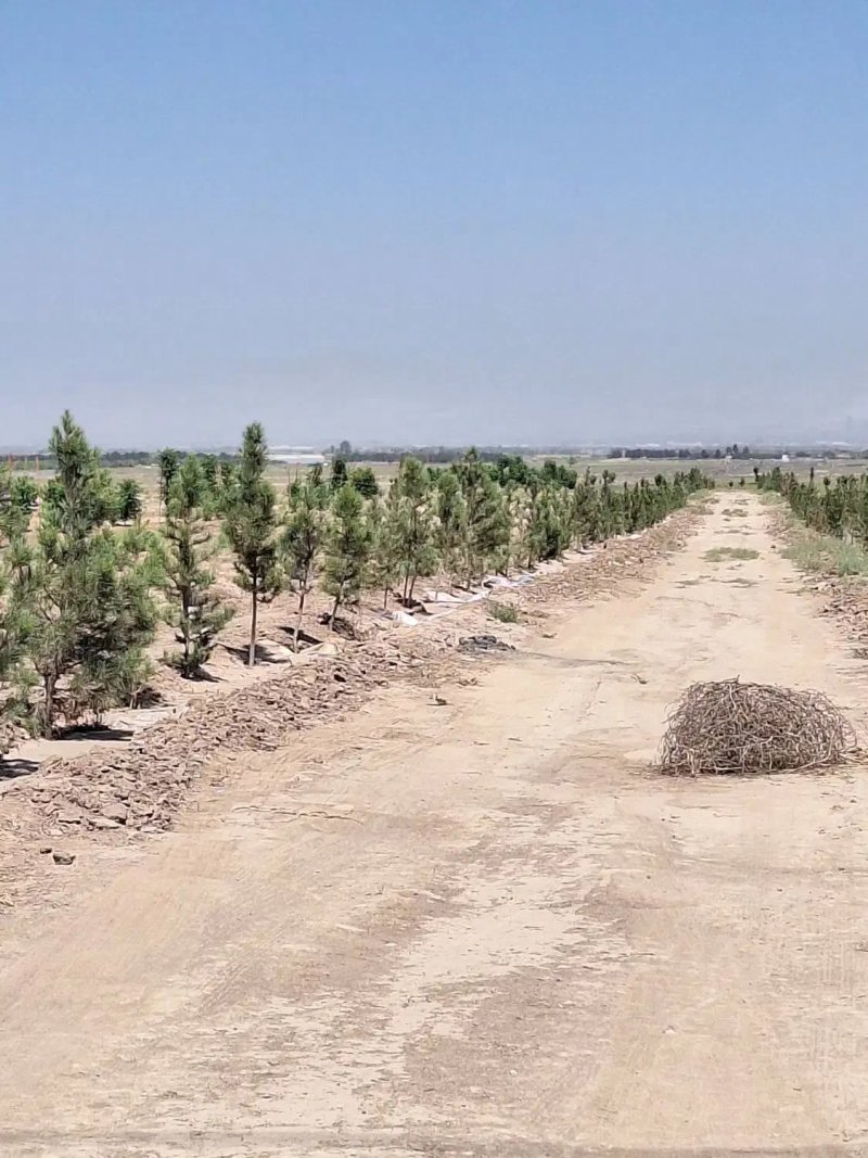 زمین 16800 متری در امام خمینی کرج13672623875