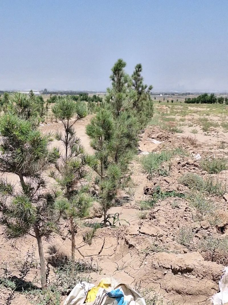 زمین 16800 متری در امام خمینی کرج13672623874