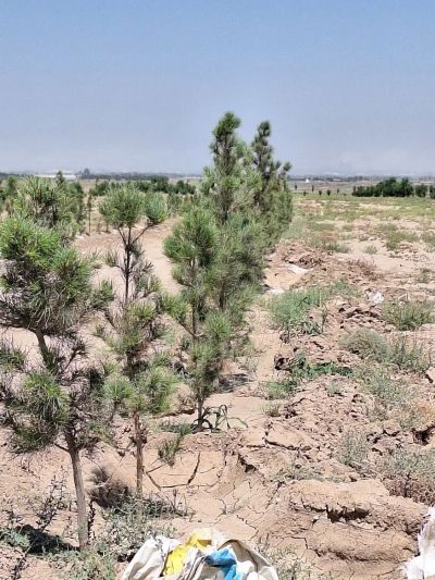 زمین 16800 متری در امام خمینی کرج