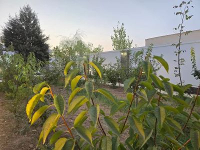 ویلا 500 متری دو خوابه در چهارباغ کرج