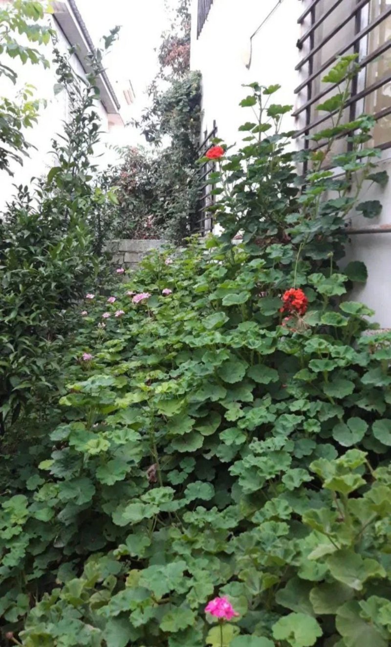 ویلا 220 متری سه خوابه در ورازده چمستان13717625178