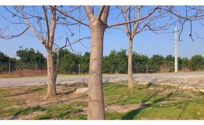 باغ 100000 متری در قائمشهر قائم شهر