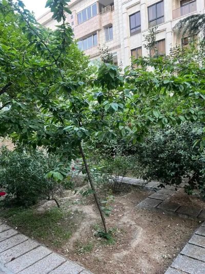 کلنگی 530 متری در سعادت آباد تهران