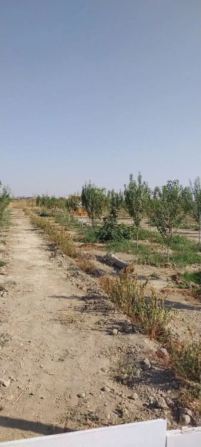 باغ 440 متری در یافت آباد تهران