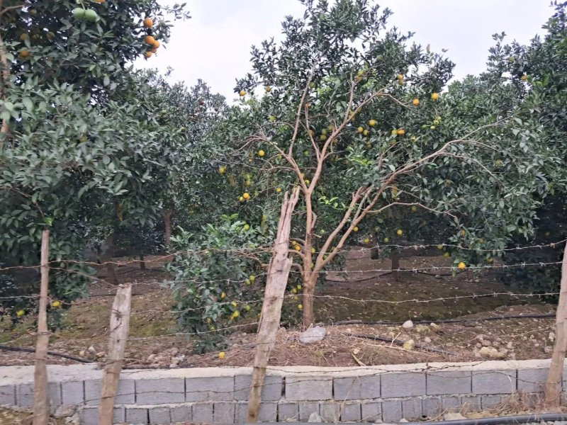 زمین 380 متری در چلندر نوشهر13843728307