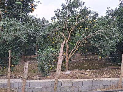 زمین 380 متری در چلندر نوشهر