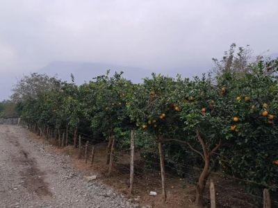 زمین 380 متری در چلندر نوشهر