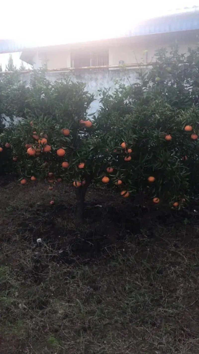 ویلا 1500 متری سه خوابه در نوشهر13911929295