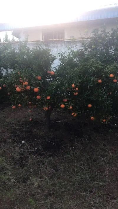 ویلا 1500 متری سه خوابه در نوشهر